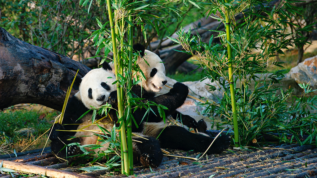 Chengdu-Panda-Base-chengdu